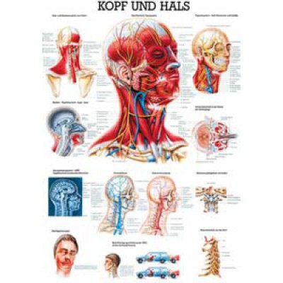 Karte Kopf und Hals, Format 70x100cm