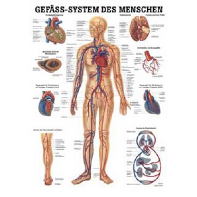 Karte Gefäßsystem Format 70x100cm