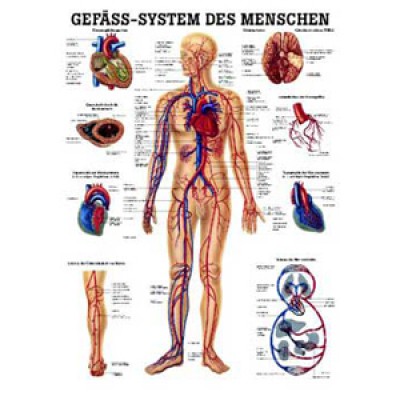 Mini-Poster Gefäßsystem Format 23 x 33 cm