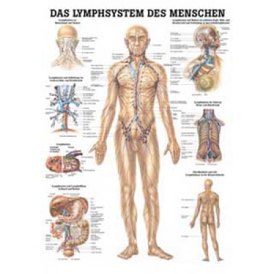 Karte Lymphsystem Format 70x100cm