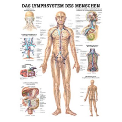 Mini-Poster Lymphsystem, Format 23 x 33 cm