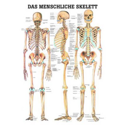 Mini-Poster Skelettsystem Format 23 x 33 cm