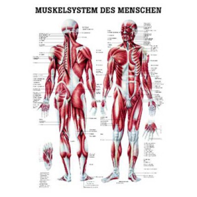 Karte Muskelsystem Format 70x100cm