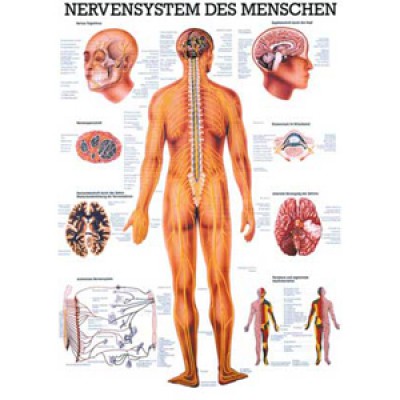 Mini-Poster Nervensystem, Format 23 x 33 cm