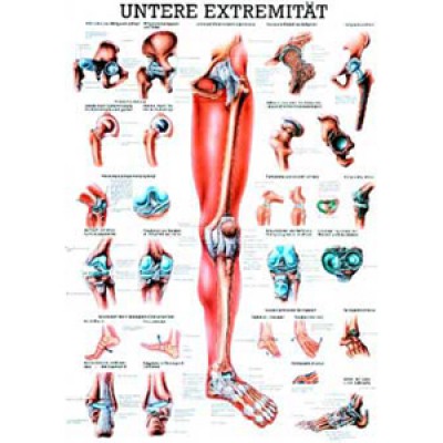 Mini-Poster Untere Extremität, Format 23 x 33 cm