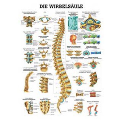 Karte Wirbelsäule Format 70x100cm