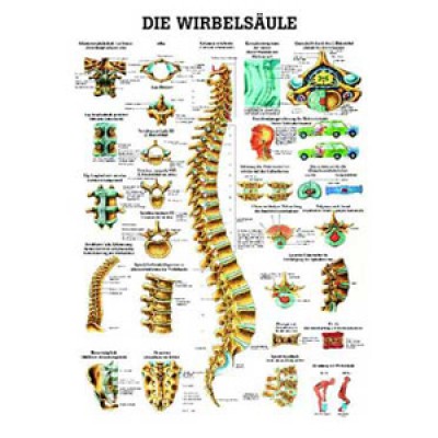 Mini-Poster Wirbelsäule Format 23 x 33 cm