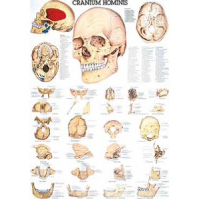 Karte menschlicher Schädel Format 70x100cm