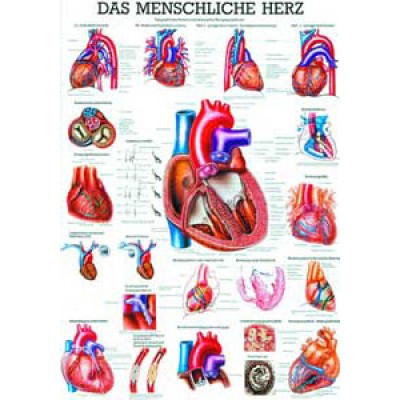 Mini-Poster Das Herz, Format 23 x 33 cm