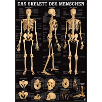 Karte Das Skelett des Menschen, Format 70x100cm *