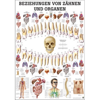 Karte Beziehungen von Zähnen + Organen,  70x100cm
