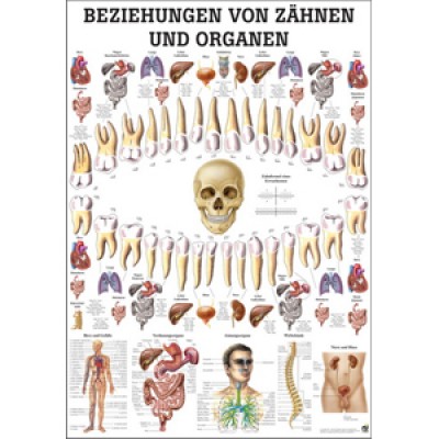 Karte Beziehungen von Zähnen und Organen Format 70x100cm