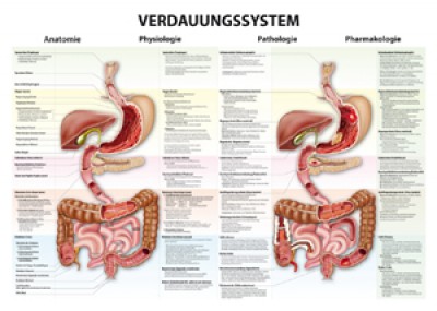 Karte Verdauungssystem, Format 70x100cm