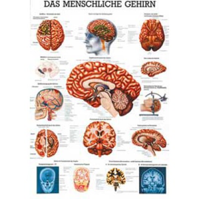 Karte das menschliche Gehirn, Format 70x100cm