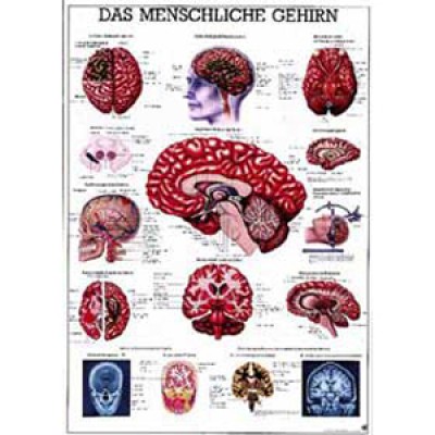 Mini-Poster Das Gehirn, Format 23 x 33 cm