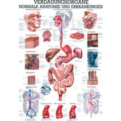 Mini-Poster Verdauungssystem, Format 23 x 33 cm