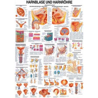 Karte Harnblase und Harnröhre, Format 70x100cm *