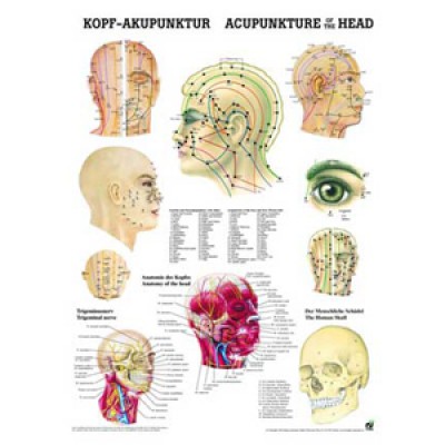 Mini-Poster Kopf-Akupunktur, Format 23 x 33 cm