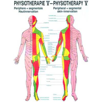 Mini-Poster Peripherie + segmentale Hautinervation