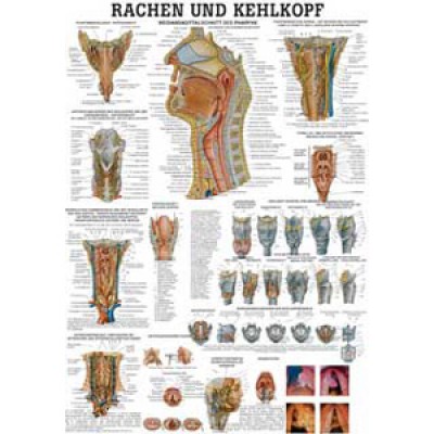 Karte Rachen u. Kehlkopf, Format 70x100cm *