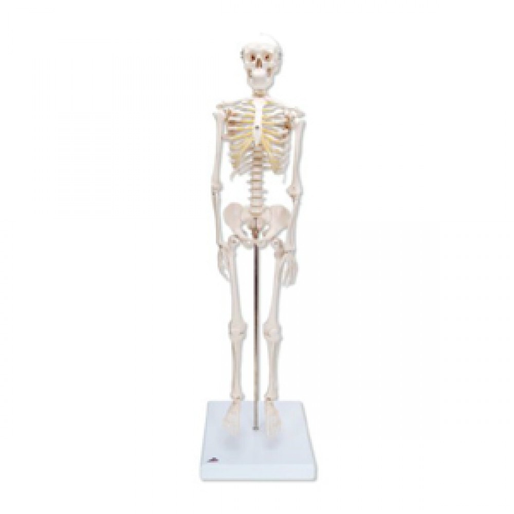 Мини скелет. Функциональная модель скелета «Frank». Макет костей руки врачебный на подставке. Штаны скелет.