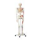 Künstliches Homo-Skelett, Stativ,+ Muskelbemalung