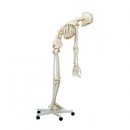 Künstliches Homo-Skelett, flexibel, mit Nerven und Arterien, auf Stativ