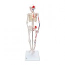 Mini-Skelett mit Muskelbemalung,auf Sockel
