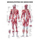 Mini-Poster Muskelsystem, Format 23 x 33 cm