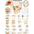 Karte menschlicher Schädel, Format 70x100cm