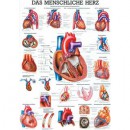 Karte menschliches Herz Format 70x100cm