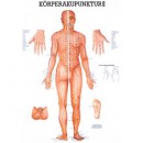 Karte Körperakupunktur II, Format 70x100cm