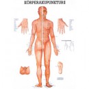 Karte Körperakupunktur II, Format 70x100cm