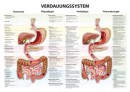 Karte Verdauungssystem Format 70x100cm