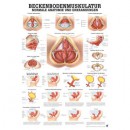 Mini-Poster Beckenboden-Muskulatur Format 23 x 33 cm